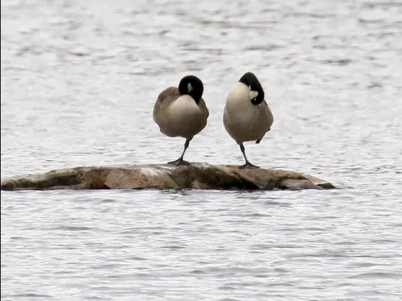 Canada geese at Hager Pond in Marlborough, photographed by Steve Forman.