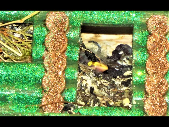 House finches in Harvard, photographed by Robin Right.