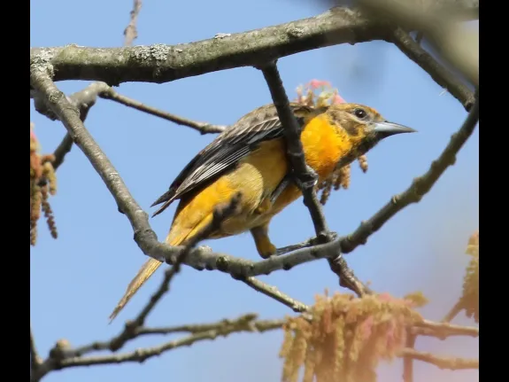 A Baltimore oriole at Hager Pond in Marlborough, photographed by Steve Forman.