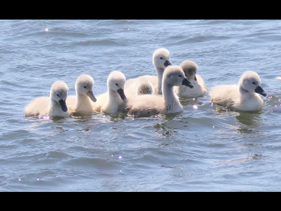 A family of mute swans at Farm Pond in Framingham, photographed by Steve Forman.
