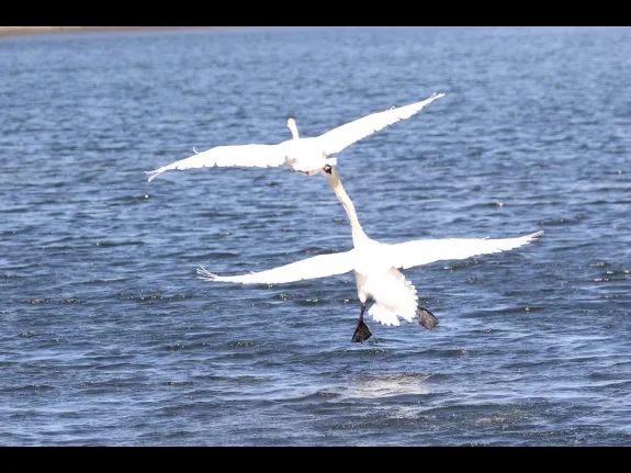 Mute swans at Farm Pond in Framingham, photographed by Steve Forman.