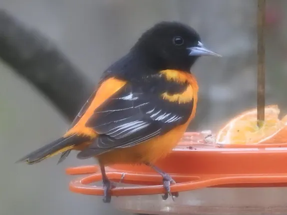 A Baltimore oriole in Wayland, photographed by Margo Levy.