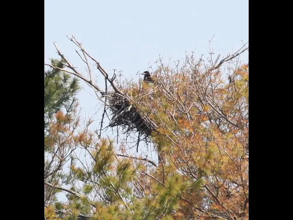 A bald eagle at Foss Reservoir in Framingham, photographed by Steve Forman.
