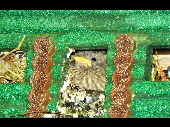 A house finch in a nest box in Harvard, photographed by Robin Right.