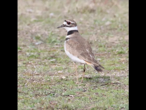 A killdeer at Hager Pond in Marlborough, photographed by Steve Forman.