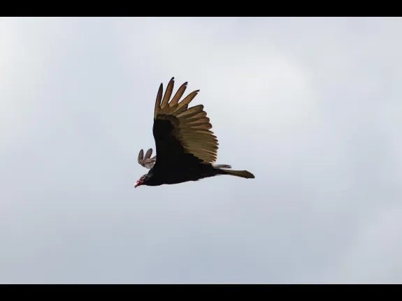 A turkey vulture at Breakneck Hill Conservation Land in Southborough, photographed by Jon Turner.