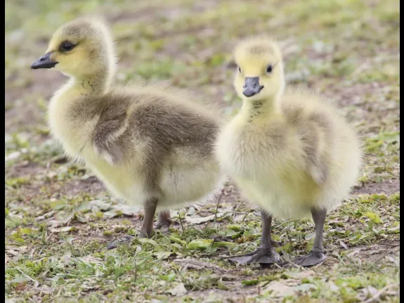 Canada geese at Farm Pond in Framingham, photographed by Steve Forman. Canada geese at Farm Pond in Framingham, photographed by Steve Forman.