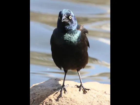 A common grackle at Hager Pond in Marlborough, photographed by Steve Forman. A common grackle at Hager Pond in Marlborough, photographed by Steve Forman.