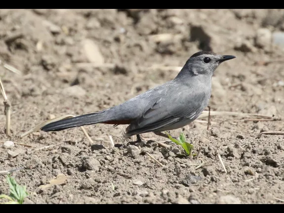 A gray catbird in Southborough, photographed by Steve Forman.
