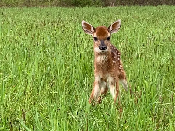 A white-tailed deer fawn at Heard Farm in Wayland, photographed by Sian Cox.