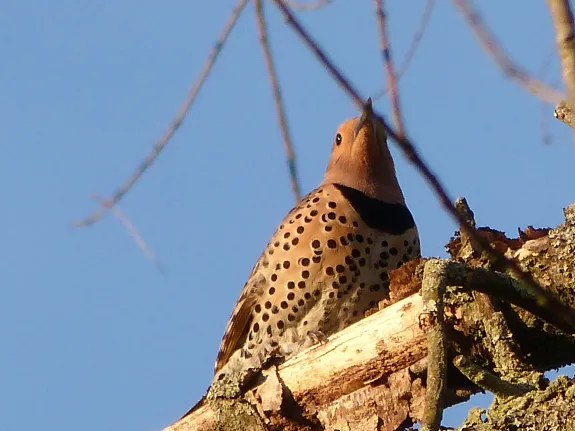 A northern flicker in Concord, photographed by Terri Ackerman.