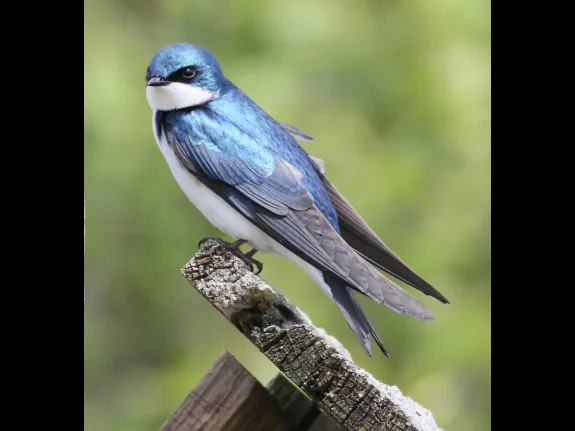 A tree swallow in Harvard, photographed by Steve Forman.