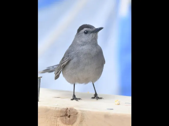 A gray catbird in Maynard, photographed by Gail Sartori.