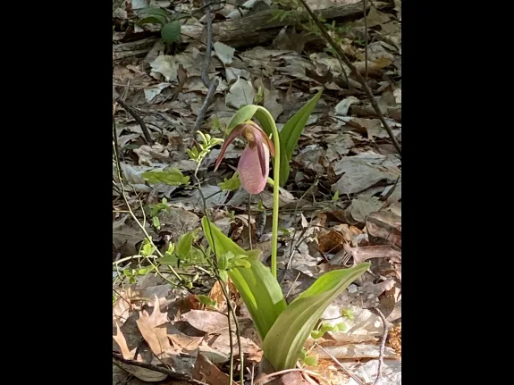 A pink lady's slipper at Hamlen Woods in Wayland, photographed by Shelley Trucksis.