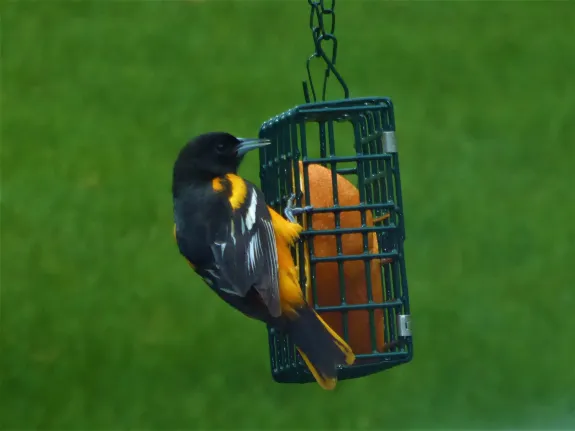 A Baltimore oriole in Westborough, photographed by John Carter.