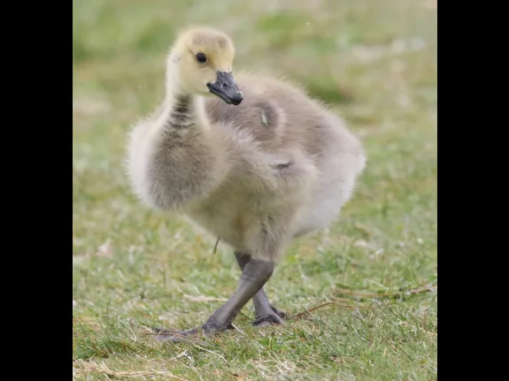 A Canada goose gosling at Farm Pond in Framingham, photographed by Steve Forman.