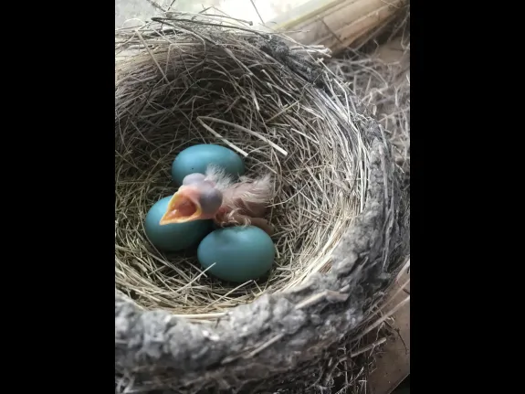 An American robin hatchling in Concord, photographed by Steve Ledoux.