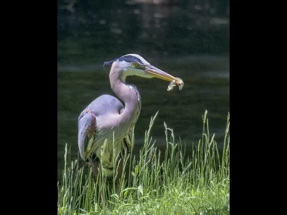 A great blue heron captures two fish in Framingham, photographed by John Mastrobattista.