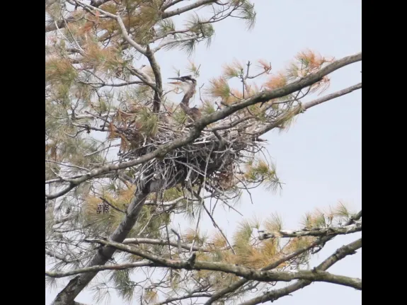 A great blue heron at a nest on the Sudbury Reservoir in Southborough, photographed by Steve Forman.