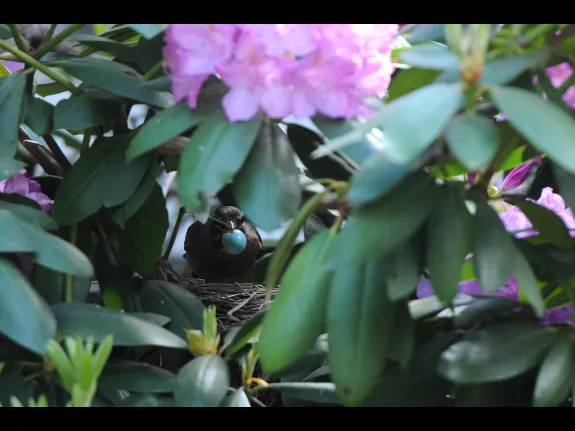 An American robin removes an egg shell from its nest in Sudbury, photographed by Stephen Davis.