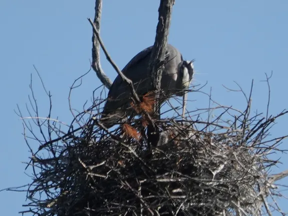 Great blue herons at SVT's Lyons-Cutler Reservation in Sudbury, photographed by Rich Hellmold.