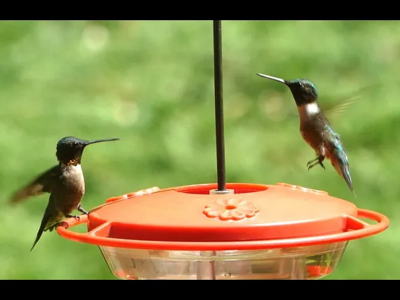 Ruby-throated hummingbirds in Lincoln, photographed by Harold McAleer.