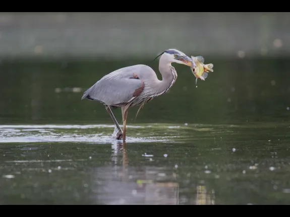 A great blue heron with a fish at Hager Pond in Marlborough, photographed by Sue Feldberg.
