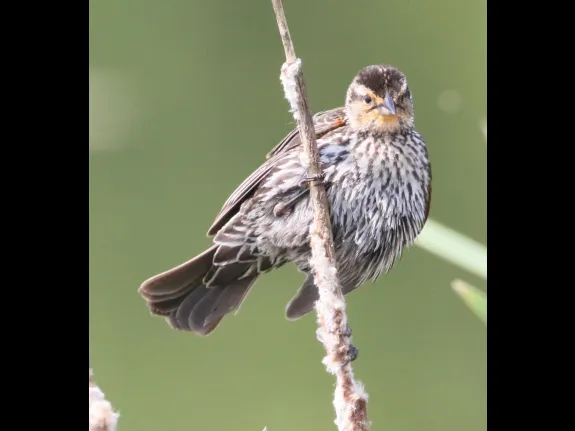 A red-winged blackbird at Farm Pond in Framingham, photographed by Steve Forman.