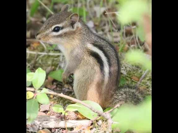 An eastern chipmunk at Great Meadows National Wildlife Refuge in Concord, photographed by Steve Forman.