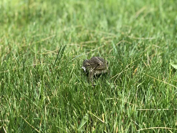 An American toad in Sudbury, photographed by Sarah Davis.