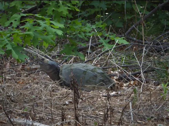 A snapping turtle at SVT's Memorial Forest in Sudbury, photographed by Harry Newell.