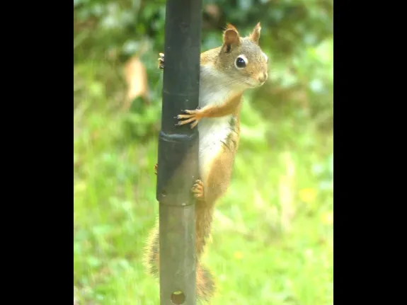 A red squirrel in Lincoln, photographed by Harold McAleer.