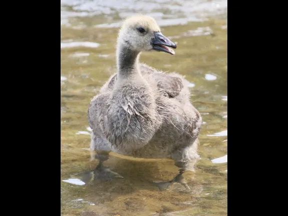 A Canada goose at Hager Pond in Marlborough, photographed by Steve Forman.