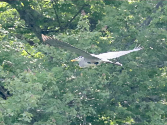 A great blue heron at Grist Mill Pond in Sudbury, photographed by Steve Forman.