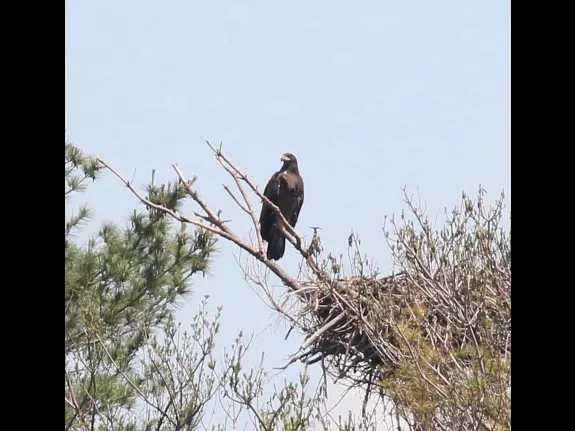 A bald eagle at Foss Reservoir in Framingham, photographed by Steve Forman.