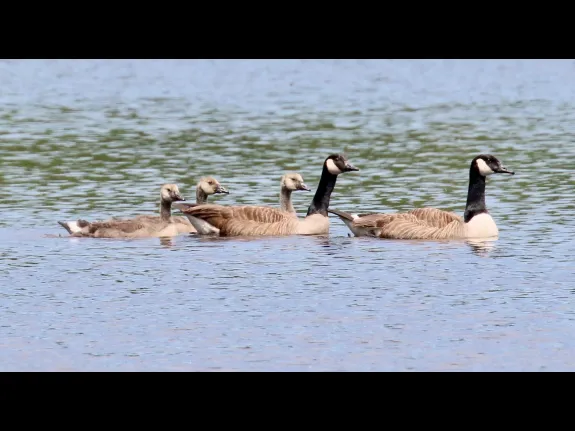 Canada geese at Farm Pond in Framingham, photographed by Steve Forman.