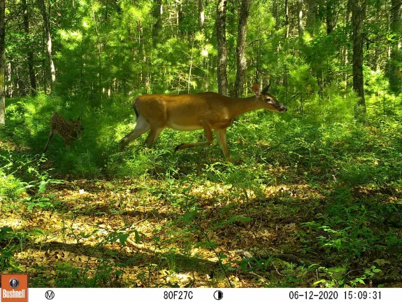A white-tailed deer at SVT's General Federation of Women's Clubs of Massachusetts Memorial Forest in Sudbury, photographed with an automatically triggered wildlife camera by Craig Smith.