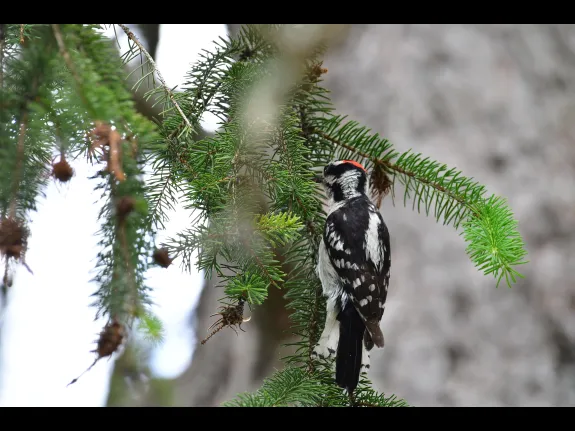 A downy woodpecker in Lincoln, photographed by Gail Sartori.