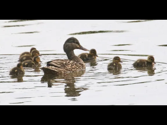 Mallards at Hager Pond in Marlborough, photographed by Steve Forman.