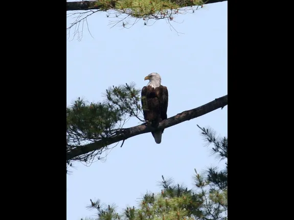 A bald eagle at Foss Reservoir in Framingham, photographed by Steve Forman.