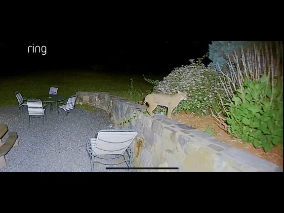 A bobcat in Marlborough, photographed with a remote camera by Kevin Kaeding.