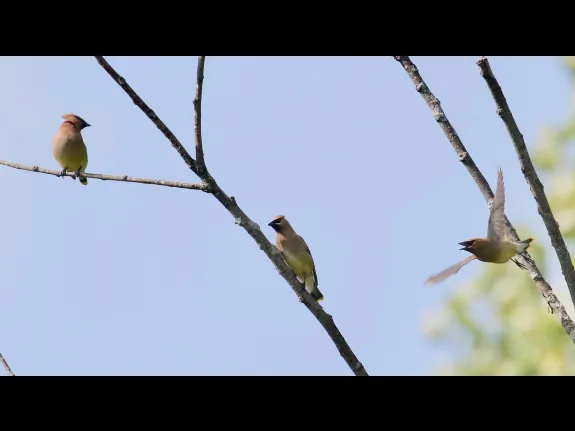 Cedar waxwings at Breakneck Hill Conservation Land in Southborough, photographed by Steve Forman.