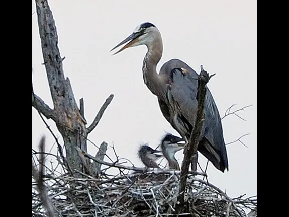Great blue herons at their nest in Sudbury, photographed by Joan Chasan.