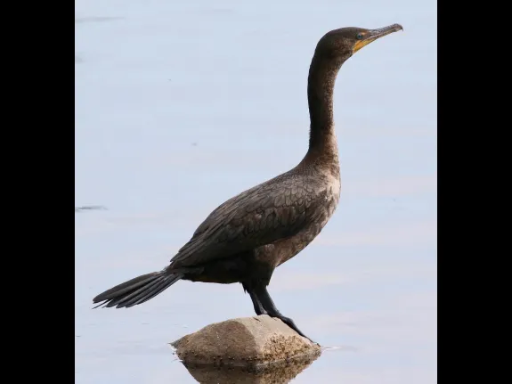 A double-crested cormorant at Hager Pond in Marlborough, photographed by Steve Forman.
