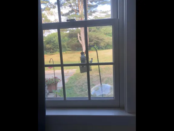 Downy woodpeckers in Sudbury, photographed by Sarah Davis.