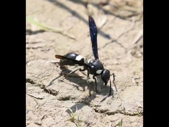 A four-toothed mason wasp at Breakneck Hill Conservation Land in Southborough, photographed by Steve Forman.