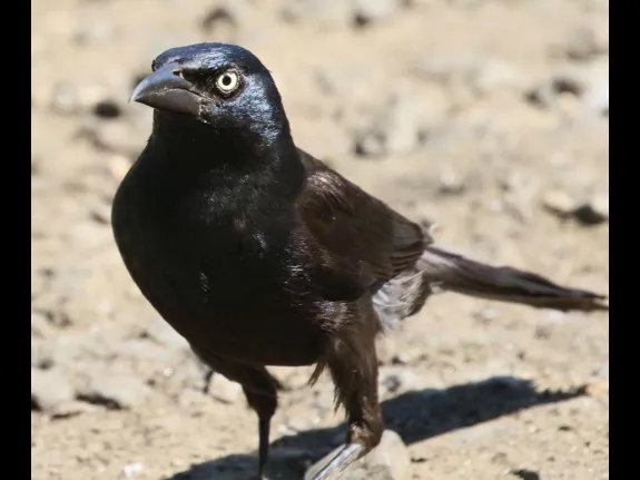 A common grackle at Hager Pond in Marlborough, photographed by Steve Forman.