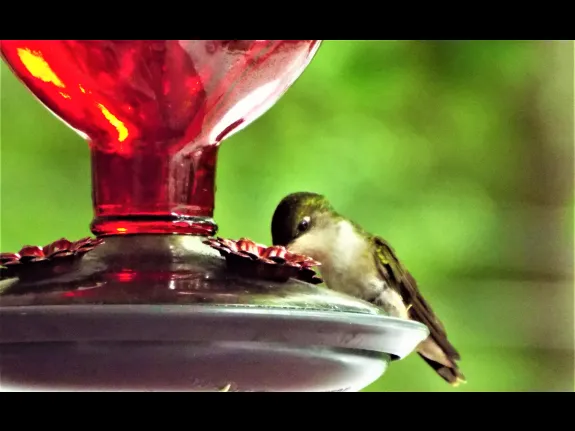 A ruby-throated hummingbird in Harvard, photographed by Robin Right.