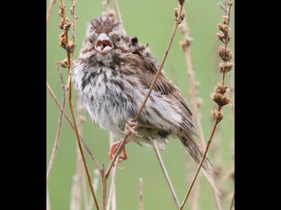 A song sparrow at Breakneck Hill Conservation Land in Southborough, photographed by Steve Forman.