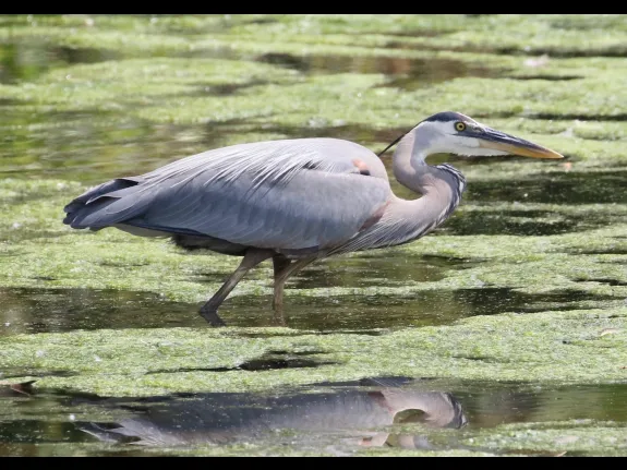 A great blue heron at Hager Pond in Marlborough, photographed by Steve Forman.